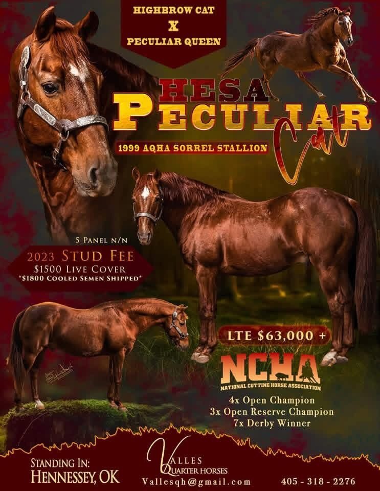 Hesa Peculiar Cat, in memory