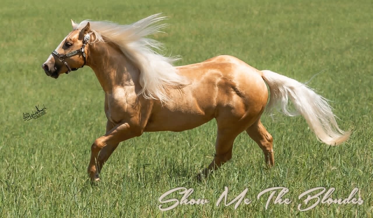 Show Me The Blondes stallion