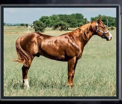 Gunner On Spark stallion